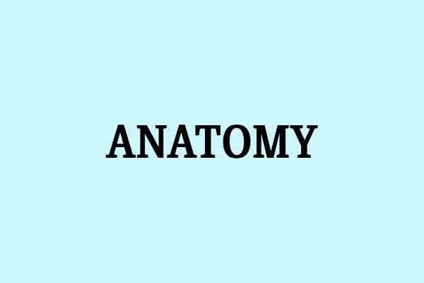 anatomy